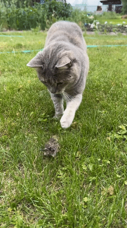 Kittens, cats, birds, and ants: a full house in Khomutovo