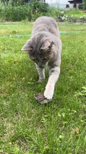 Kittens, cats, birds, and ants: a full house in Khomutovo