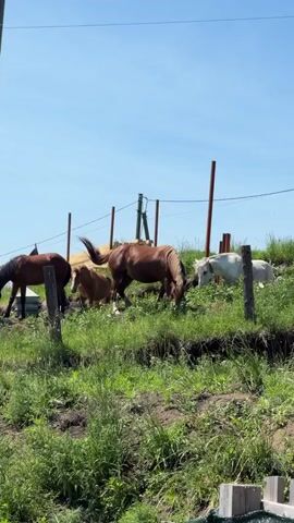A herd of horses, most of them brown, with one white horse, grazes on a sunny hillside. The horses are spread out across the hill, with some near a wooden fence and others closer to a wooden structure or shed. The sky is bright blue, and there are a few utility poles and wires visible in the background. The white horse is seen lying down for a moment before getting up and moving with the others.