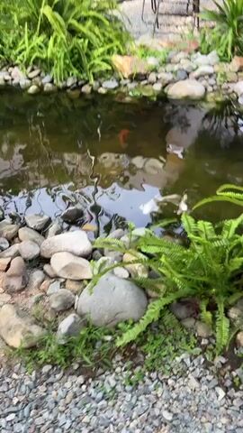The video shows a small pond with koi fish swimming in it. The pond is surrounded by rocks and ferns. The water is murky, and the reflections of trees and the sky can be seen on the surface. There are three koi fish visible: one white, one orange, and one red. The camera zooms in on the white koi as it swims near the surface of the water.