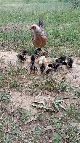 A hen is surrounded by a group of chicks in a grassy, outdoor area. The hen is mostly gray with some brown and white feathers, and a red comb. The chicks are small and mostly black, with a few brown and white ones mixed in. They are all gathered around the hen, and some are pecking at the ground. The ground is dirt with some dry leaves and scattered green vegetation. The background is a blurry field of green grass.