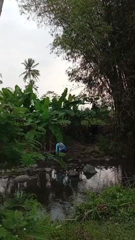 A person in a blue shirt and dark pants is crouched by the edge of a rocky stream, appearing to be searching for something amongst the stones and shallow water. Lush green foliage, including banana plants and bamboo, surrounds the stream. A coconut tree is visible in the distance. The sky is overcast.