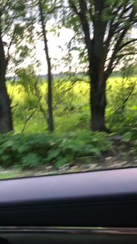 A view from the interior of a moving car shows a lush green landscape passing by outside the window. The car's black door panel and a metallic trim are visible in the foreground. Beyond the car, trees with green foliage line the road, interspersed with bright green fields under a partly cloudy sky. The landscape appears rural or semi-rural, consistent with the Gostilitsy, Russia location context. The video captures the sensation of driving through a verdant environment on a bright day.