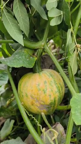 A close-up shot shows a small, round pumpkin hanging from a vine, surrounded by green leaves and stems. The pumpkin has a mottled green and yellow skin, with a distinct stripe pattern. A curly tendril is visible on the vine, reaching out towards the viewer. The background is blurred, suggesting a garden or natural setting.