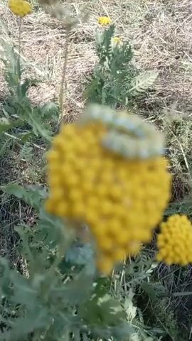 A caterpillar with yellow and white stripes and black spots crawls on a yellow flower. The flower is round and made up of many small florets. The background is blurred and shows green foliage and dry grass. The video is shot from a low angle, close up on the caterpillar and flower.