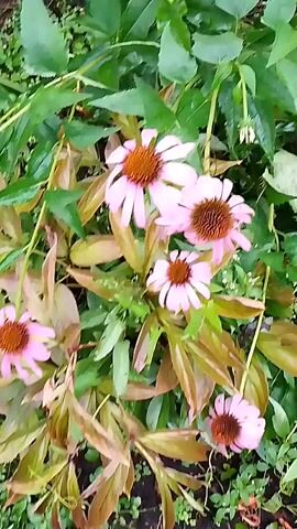A close-up shot focuses on a cluster of pink coneflower blooms. The flowers, with their distinctive spiky brown centers and delicate pink petals, are surrounded by lush green foliage and some brownish, dying leaves. The camera angle is from above, looking down onto the flowers, and the lighting suggests it is daytime. There are no people visible in the video.