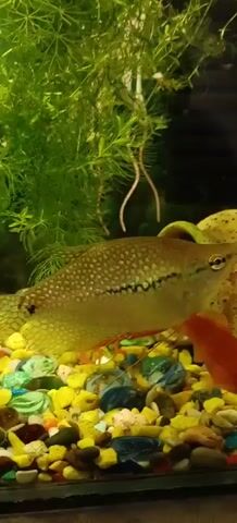 A close-up shot of a golden-brown fish with a dark stripe down its side swims in an aquarium. The fish has small, raised dots across its body and orange-red fins. It is surrounded by green aquatic plants and colorful gravel at the bottom of the tank. Another orange fish is partially visible behind it.