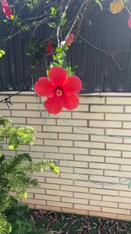 The video shows a close-up of a red hibiscus flower. The flower is in full bloom and has a bright yellow center. It is set against a background of a light brick wall, a dark gray slatted fence, and green foliage. A small green pine tree is visible in the lower-left corner. The camera slowly zooms in on the hibiscus flower. The lighting suggests it's daytime.