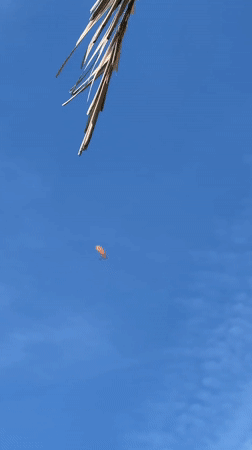 Man in blue hoodie spotted overlooking Adriatic coastline in Budva