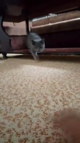 A short video shows a small gray kitten sitting on a patterned carpet beneath a wooden table. A human hand is visible in the foreground, extending towards the kitten. The kitten appears to be looking down, with its tail curled around its body. The background shows a portion of a brown couch. The lighting is dim, suggesting an indoor setting.