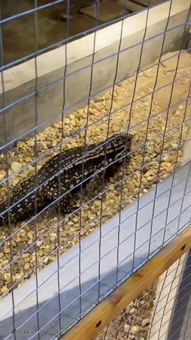 The video shows a black lizard with white spots walking on a gravelly surface inside a wire enclosure. The enclosure has concrete walls. The lizard's tail is long and appears to be banded with white. The lizard is moving from left to right across the frame.