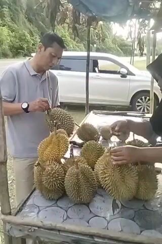A man in a grey polo shirt and beige pants is standing behind a table laden with durians. He is holding a small knife and appears to be inspecting one of the fruits. To his right, another person, wearing a black hijab, is also attending to the durians on the table. The table itself is covered with a patterned cloth. In the background, a white van is parked on what appears to be a road. Lush greenery and trees are visible behind the van, suggesting a rural or semi-rural setting. The lighting indicates it is likely late afternoon or early evening, possibly with some overcast conditions, as there's a makeshift canopy over the stall. The overall scene suggests a roadside stall selling durians. There is no visible text in the media.