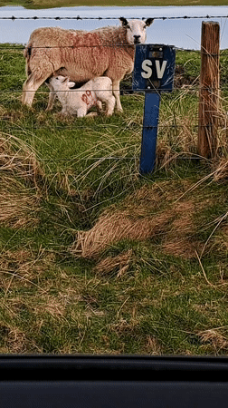 Sheep graze as rainbow appears over Scottish countryside
