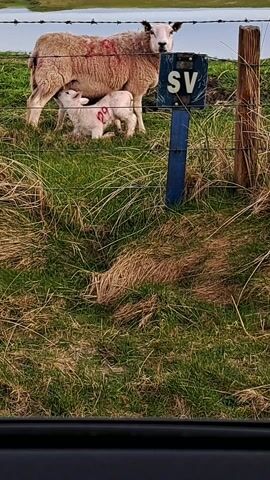 An adult sheep (ewe) and a lamb are captured in a grassy field, seen from a slightly elevated perspective. The lamb, marked with a red "29" on its side, is actively suckling from the ewe. The ewe, which also bears a red mark on its back, stands facing the camera with a calm expression.

Behind the animals, a barbed wire fence stretches across the frame, supported by a wooden post on the right. Immediately to the left of this post, a blue signpost with the white letters "SV" is clearly visible. The foreground is dominated by thick, long grass, with a mix of green and dry blades. In the distance, a body of water and the horizon under an overcast sky are visible, suggesting an outdoor rural setting near a coastline or large body of water in Scarinish, United Kingdom. The image is taken during daylight hours.