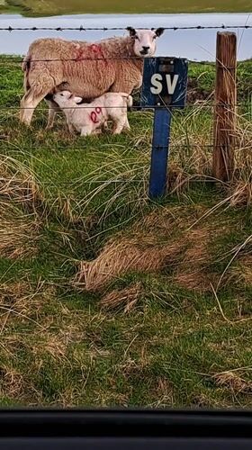 Sheep graze as rainbow appears over Scottish countryside