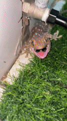 Cat watches Tokay gecko in Ko Samui bathroom