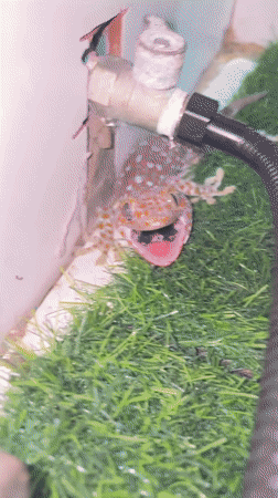Cat watches Tokay gecko in Ko Samui bathroom