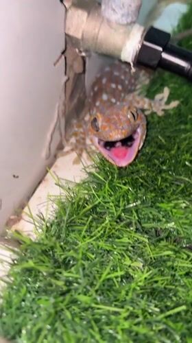 Cat watches Tokay gecko in Ko Samui bathroom