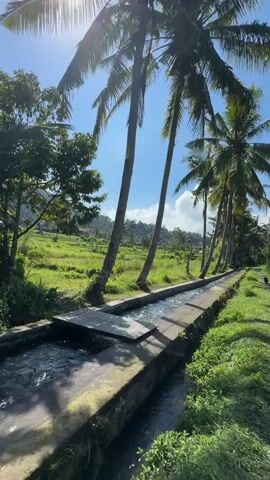 The video shows an irrigation canal running alongside a path lined with palm trees. Lush green fields and some trees are visible on the left side of the canal, while the path is on the right. The sky is blue with some white clouds. In the distance, on the path, a person is walking away from the camera. The canal contains flowing water. The sun is shining brightly, casting shadows from the palm trees onto the path and the canal.