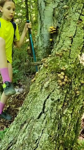 A young girl with pigtails is hiking in a forest, using trekking poles. She is wearing a bright yellow t-shirt, blue shorts, pink socks, and dark green and neon yellow hiking shoes. She is standing next to a large, moss-covered tree trunk that is covered in small, light brown mushrooms. Some yellow mushrooms are visible higher up on the tree. The girl is looking at the mushrooms and appears to be interacting with them, possibly by kicking at the trunk or examining the mushrooms. The forest is lush and green, with sunlight filtering through the trees, suggesting it is daytime. The ground is covered with fallen leaves and foliage. The scene conveys a sense of exploration and discovery in nature.
