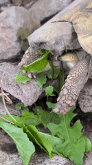 Tortoise eating dandelion leaves in Rastenberg garden