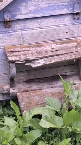 The video shows a close-up of an old, weathered wooden beehive with peeling blue paint. The hive has a damaged wooden roof with visible cracks and missing pieces. There are several bees flying around the entrance of the hive, and some are visible on the wooden landing board. Lush green plants are growing in front of and around the base of the beehive, suggesting an outdoor setting in a natural environment. The lighting appears to be natural daylight, possibly in the morning or afternoon. The overall impression is one of a rustic, possibly rural, setting in Kursieši, Latvia, where beekeeping is taking place. The aged appearance of the hive suggests it has been in use for some time. The activity depicted is the routine coming and going of bees from their hive.