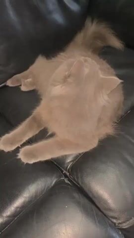 A fluffy gray cat lies on a black leather couch. The cat stretches its body and rolls onto its back, exposing its belly. It then curls up into a ball. The video is shot from a high angle looking down at the cat.