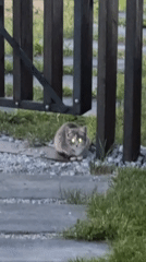 Tabby cat and kitten near a wooden fence in Zvenigorod