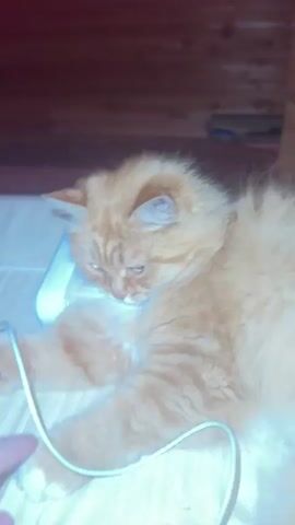 The video shows a ginger cat with fluffy fur lying down on a light-colored quilted surface. A person's hand is visible on the left side of the frame, interacting with the cat. The cat is positioned on a white object, possibly a mat or a device, with a white cord running across the scene. The background is dark and appears to be a wooden surface. The cat's eyes are partially closed, and it seems to be relaxed or sleepy. The hand gently touches the cat's face and paw.