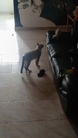 A grey cat stands on a tiled floor, looking up at a black leather sofa. A small, light-colored cat lies on the sofa. A black object, possibly a sock or shoe, is on the floor near the grey cat. The room appears to be a living space with a large piece of art on the wall. Sunlight streams in from the left, casting shadows on the floor.