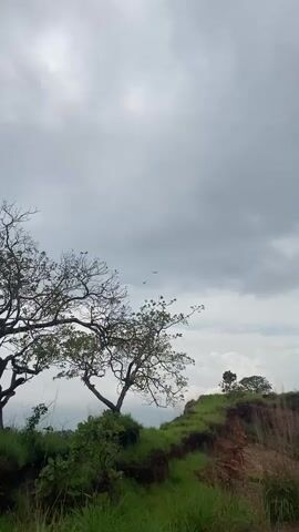 This is a vertical, handheld video of a cloudy sky and a cliffside landscape. The sky is filled with gray, overcast clouds, with some patches of lighter, brighter sky visible towards the right. In the foreground, a large tree with bare branches and some green leaves is prominently featured on the left side of the frame. To the right of this tree, the edge of a steep, grassy cliff drops away. The grass on the cliff is vibrant green, and the exposed earth is a reddish-brown. Small birds can be seen flying in the distance against the sky. The camera pans slightly, revealing more of the cliff edge and the distant landscape under the cloudy sky.