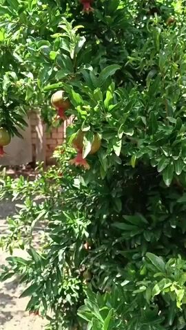 A video displays a close-up of a pomegranate tree laden with developing fruit and lush green leaves. The camera pans across the branches, highlighting several small, round, green pomegranates, some with a hint of red blush, hanging amidst the foliage. A few delicate red flower calyxes are also visible. The background is softly blurred, showing hints of a rustic outdoor setting with what appears to be a brick wall in the far left. The lighting suggests it is daytime, with natural sunlight filtering through the leaves, creating dappled shadows. The overall impression is one of natural growth and abundance in an orchard or garden environment.