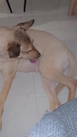 A tan dog with darker brown ears is lying on its side on a tiled floor, facing away from the camera and toward the right side of the frame. The dog is licking its hindquarters. Part of a gray, textured blanket or furniture is visible in the lower right corner of the frame, and the legs of a dark chair or table are visible in the upper left corner. The lighting is dim.