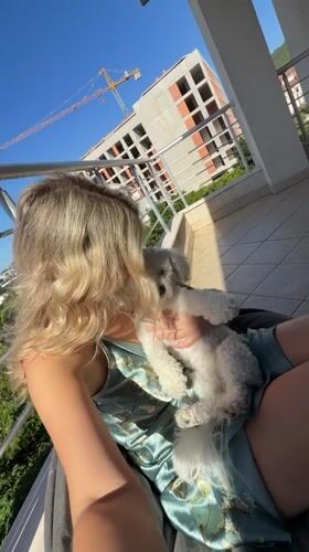 Balcony morning in Budva with a very relaxed poodle