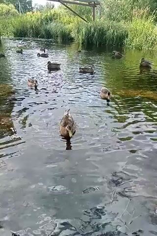The video shows a flock of mallard ducks swimming in a shallow, murky river or pond. The water is disturbed by the ducks' movements, creating ripples. The banks of the waterway are lined with tall green grass and trees. In the background, a light-colored pipeline supported by wooden posts runs horizontally across the scene. Several ducks are visible swimming in the water, with some diving with their heads submerged. The lighting suggests it is daytime, likely a sunny day due to the reflections on the water. The perspective is from ground level, looking out over the water.