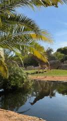 Giraffes feed near pond at Valencia zoo during sunny afternoon