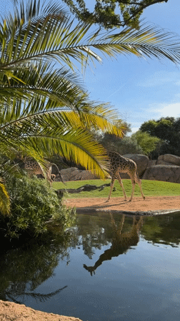 Giraffes feed near pond at Valencia zoo during sunny afternoon