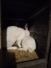 Two white rabbits in a wooden enclosure, Grinăuți