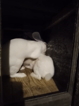 Two white rabbits in a wooden enclosure, Grinăuți