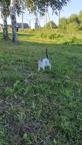 This video captures a short scene on a sunny day in Mokshan, Russia. The primary subject is a small, grey and white kitten with a black-tipped tail, which is walking through a grassy area. The kitten appears curious and perhaps a little startled, as it looks towards the camera.

The setting is a rural or semi-rural environment. In the background, two birch trees with distinctive white bark and green foliage stand prominently. Beyond the trees, a few houses with white walls and dark roofs are visible, along with utility poles and wires, suggesting the presence of a village or small town. The landscape is lush with green grass and other vegetation, indicating a warm season. The bright sunlight suggests it is daytime, likely mid-morning or afternoon. The overall atmosphere is peaceful and idyllic, a common scene in the Russian countryside during summer.

No text is visible in the video. The activity is simple: a kitten exploring its surroundings. The camera is positioned low to the ground, at the kitten's eye level, enhancing the sense of engagement with the animal. The video is short, lasting only a few seconds, and seems to be a casual recording of a moment in nature.