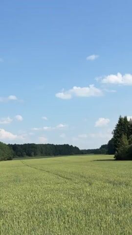 The video shows a wide shot of a green field under a blue sky with scattered white clouds. A dense line of trees borders the field on the left side, and another line of trees is visible in the distance across the field. The camera pans to the right, revealing more of the trees lining the field and then zooms in on the branches of trees in the foreground, showing a textured, green canopy. The video ends with a quick blur of green leaves, suggesting movement.