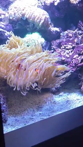 The video shows a close-up view of an anemone in an aquarium. The anemone is large and yellowish with long tentacles. Two clownfish are visible, swimming in and around the anemone. The background of the aquarium includes various corals and rock formations, illuminated by purple and blue lighting. The substrate of the aquarium appears to be sand. The video is short, approximately 5 seconds long.