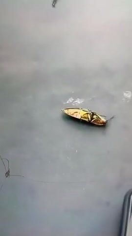 The video shows a metallic-colored beetle, possibly a jewel beetle, lying on its back on a gray surface. A hand appears and flips the beetle over. The beetle is then briefly knocked off the surface, before a hand reappears to flip the beetle back onto its feet. A smartphone is also visible in the bottom portion of the frame.