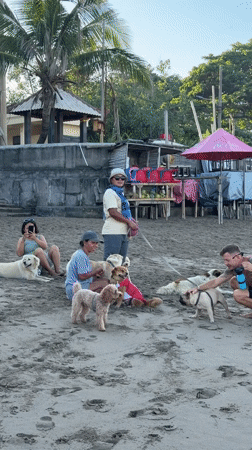 Beachgoers interact with dogs on Kuta Beach, Indonesia