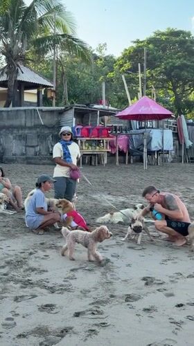 Beachgoers interact with dogs on Kuta Beach, Indonesia