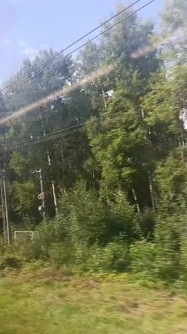 The video captures a view from a moving vehicle, likely a train, looking out a window at a lush green forest bordering the tracks. The trees are dense and varied, with a mix of light and dark green foliage, and some appearing taller and thinner than others. Power lines and poles are visible running parallel to the tracks, suggesting the presence of infrastructure near the natural landscape. The sky is a pale blue with some wispy white clouds, indicating a daytime setting. The motion blur from the vehicle emphasizes the speed at which the scenery is passing by. There are no people or distinct objects in the foreground, with the focus being on the dynamic natural environment and the man-made structures within it.