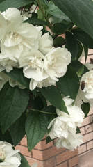 Rose gardens bloom in Kherson, Ukraine amid summer flowering
