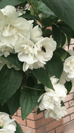 Rose gardens bloom in Kherson, Ukraine amid summer flowering