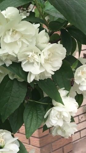Rose gardens bloom in Kherson, Ukraine amid summer flowering