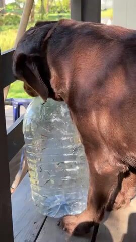 A medium shot shows a brown Labrador retriever chewing on a large, clear plastic bottle filled with water and small pieces of green debris. The dog is standing on a wooden deck with gray painted rails. The dog bites and claws at the bottle, making crinkling sounds. Sunlight illuminates the dog and the deck. A turquoise helmet sits on the deck in the background.